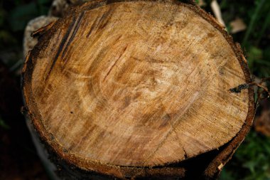 Kiraz ağacının gövdesini kes Ağacın kabuğu #