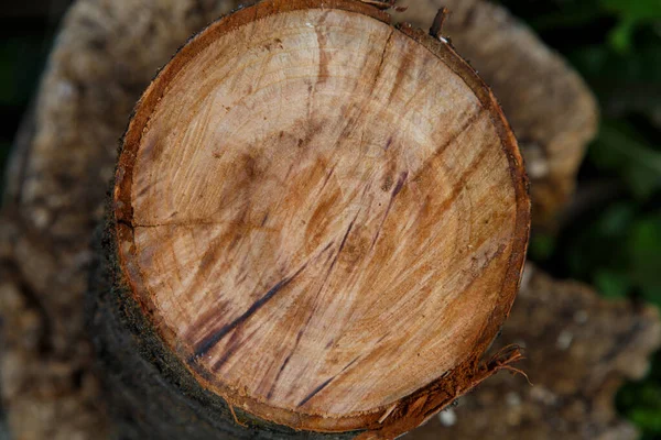 Kesilmiş kiraz ağacı gövdesi ve balta