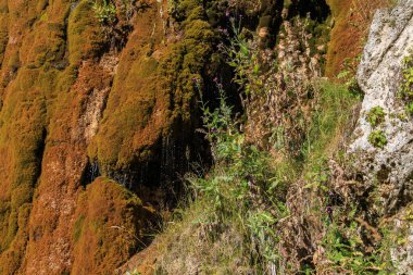 Küçük bir şelale yosunlu kayalardan aşağı akıyor. Grishkina Balka, Karachay-sız Cumhuriyet, Rusya