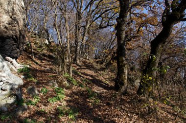 Dağ yamacında sonbahar ormanı ve açık mavi bir gökyüzü. Beshtau Dağı, Kafkasya, Rusya