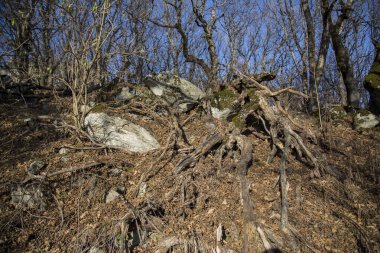 Ağaçların kökleri mavi gökyüzüne karşı yürüyüş yolunun yanındaki kayalıklarda büyüyor. Dağ yamacındaki sonbahar ormanında düşen yapraklar. Beshtau Dağı, Kafkasya, Rusya