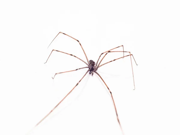 Patas Largas Araña Marrón — Foto de Stock