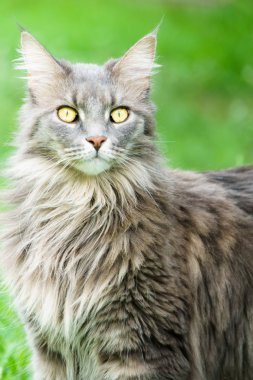 Gri tekir kedi izliyor