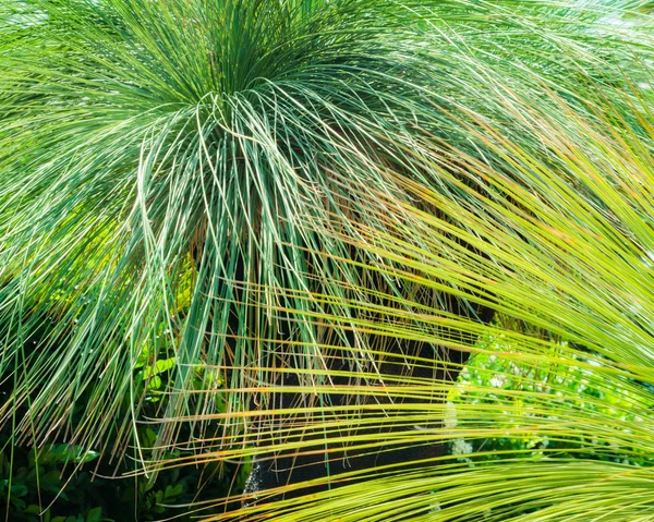 Zelené pozadí Grasstree — Stock fotografie