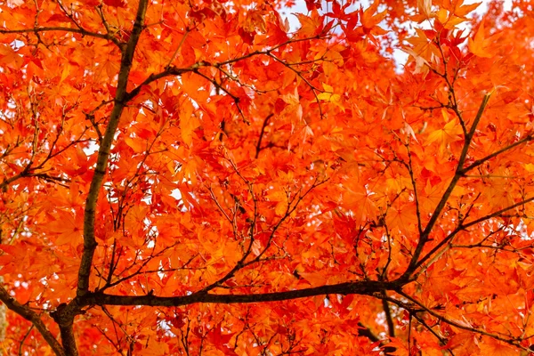 Hojas de otoño fondo — Foto de Stock