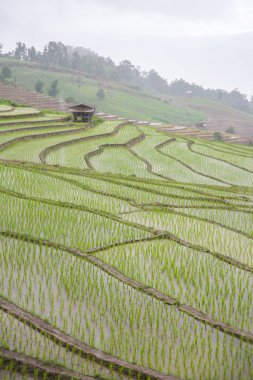 Teras alanı, arka plan tarım