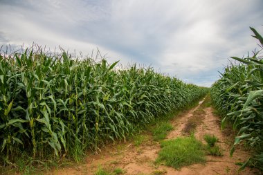 Mısır alan, arka plan tarım