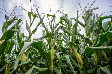 Mısır alan, arka plan tarım