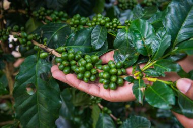 Yeşil kahve çekirdeği, arka plan tarım