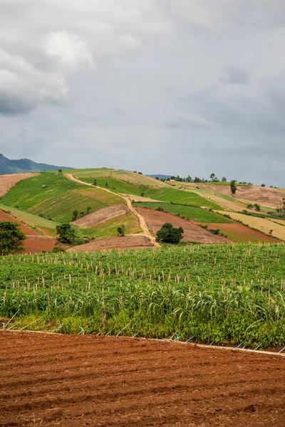 Lanskap dari bidang tomat — Stok Foto