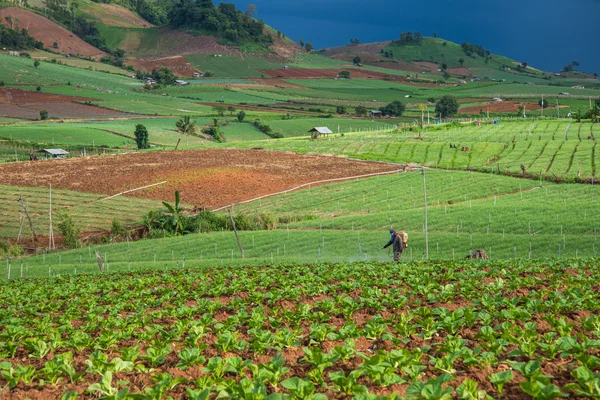 Paisagem de campo vegetal — Fotografia de Stock