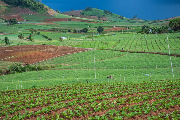 Paesaggio di campo vegetale — Foto Stock