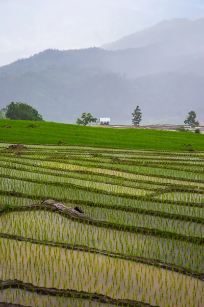 Terrazzo campo, Agricoltura sfondo — Foto Stock