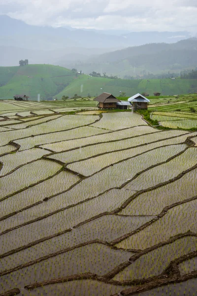 Terrazzo campo, Agricoltura sfondo — Foto Stock