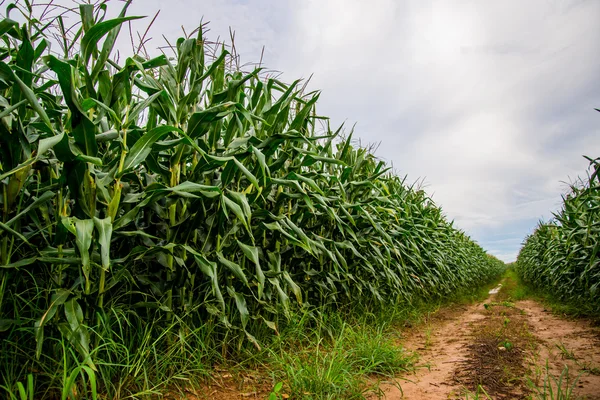 Maïsveld, landbouw achtergrond — Stockfoto