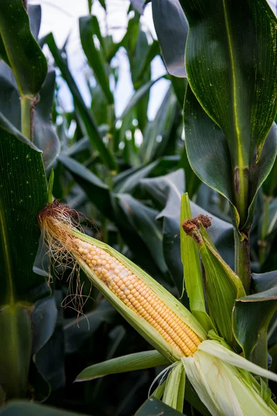 Кукурудзяне поле, сільське господарство фону — стокове фото