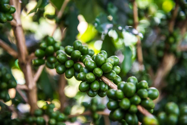 Chicco di caffè verde, sfondo Agricoltura — Foto Stock