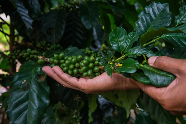 Boabe de cafea verde, Fundal agricol — Fotografie, imagine de stoc