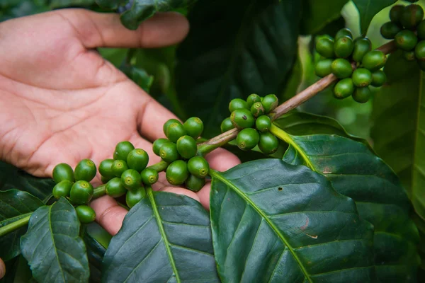 Grüne Kaffeebohne, landwirtschaftlicher Hintergrund — Stockfoto