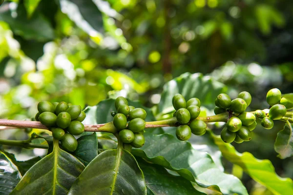 Grüne Kaffeebohne, landwirtschaftlicher Hintergrund — Stockfoto