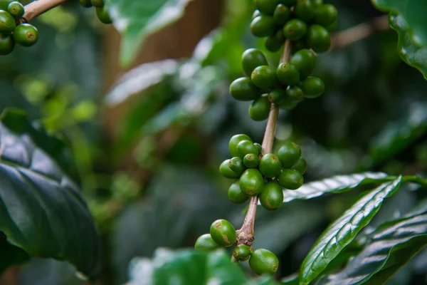 Chicco di caffè verde, sfondo Agricoltura — Foto Stock