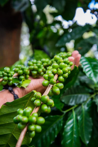 Boabe de cafea verde, Fundal agricol — Fotografie, imagine de stoc