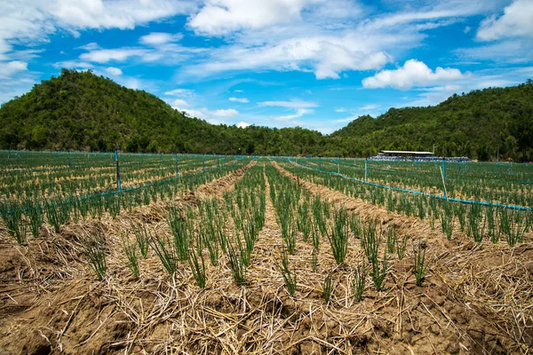 Il campo di cipolle — Foto Stock