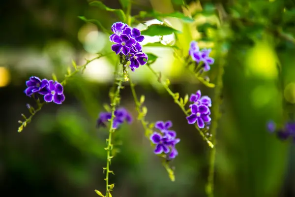 Flores púrpuras en la naturaleza — Foto de Stock