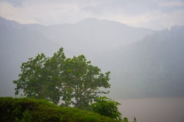 Ormanda düşen yağmur