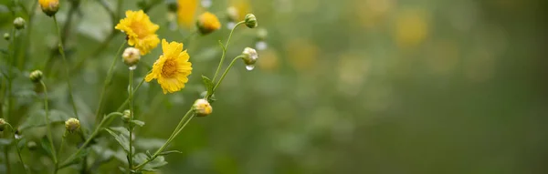 Chrysant Bloemen Bloeien Plant — Stockfoto