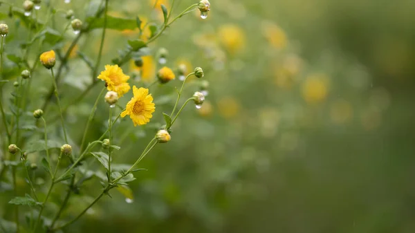 Flores Crisantemo Que Florecen Planta —  Fotos de Stock