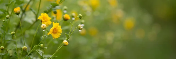 Chrysant Bloemen Bloeien Plant — Stockfoto