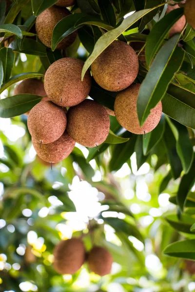 Sapodilla frutta su albero — Foto Stock