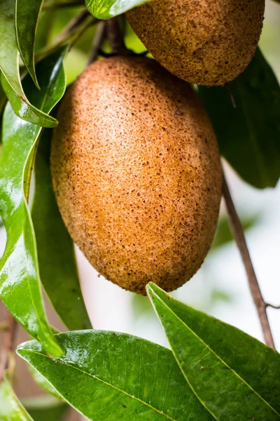 Sapodilla frutta su albero — Foto Stock