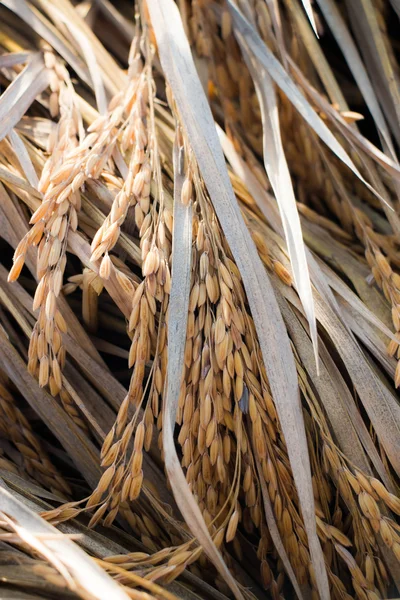 Pirinç alan, tahıl arka plan — Stok fotoğraf