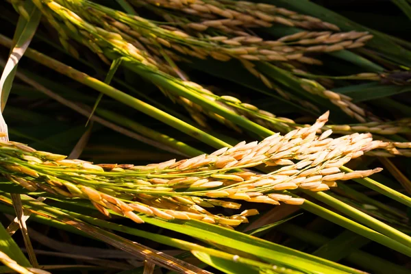 Campo di riso, Fondo di grano — Foto Stock