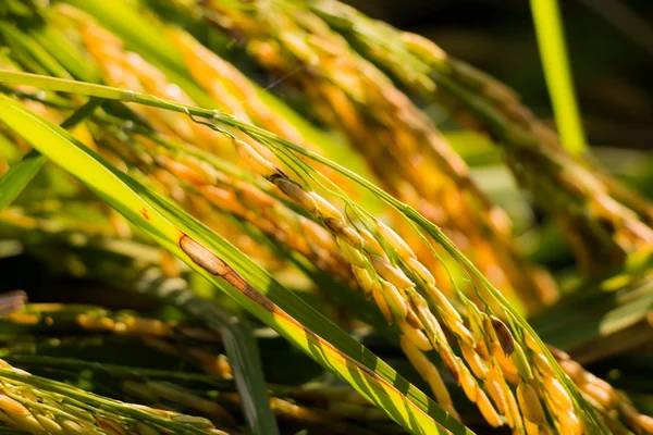 Рисові поля, зерна фону — стокове фото
