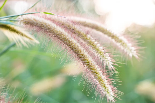 草鲜花背景 — 图库照片