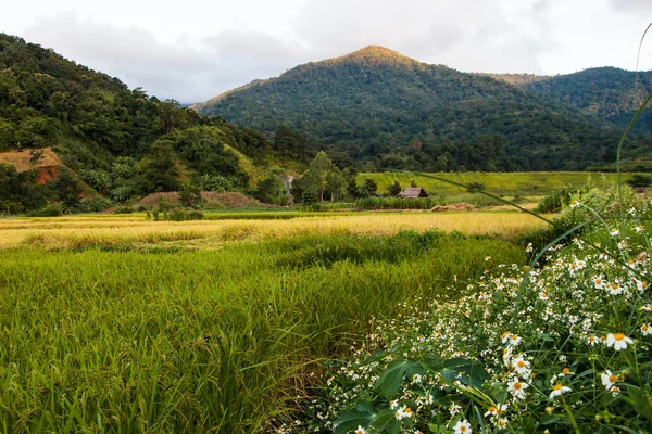 Campo de arroz paisaje — Foto de Stock