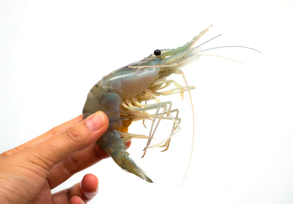 Shrimp on hand — Stock Photo, Image