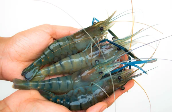 Shrimp on hand — Stock Photo, Image