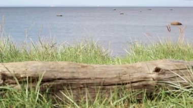 Yaşlı kuru ölü ağaç sakin bir denizin arka planında çimlerin üzerinde yatıyor. Yaz güneşli bir gün. durağan su manzarası arkaplanı