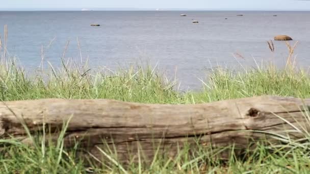 Old dry dead tree is lying on the grass against the backdrop of a calm sea. summer sunny day. static waterscape background — Stock Video