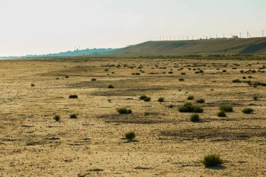 Küresel ısınma Çölde nadir bulunan bitkiler ve otlar. peyzaj arka planı