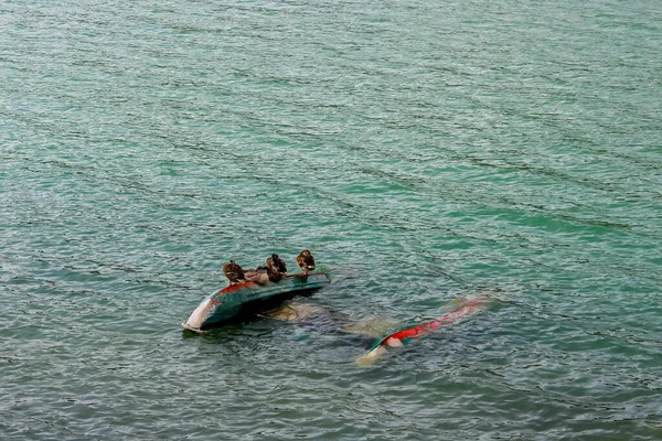 Ein Vogelschwarm sitzt auf einem umgedrehten Katamaran im Wasser. Katamaran überschlägt sich — Stockfoto