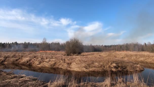 Fogo florestal e fogo de campo, queimaduras de relva seca. Um incêndio ardente, fogo selvagem de primavera. Fogo selvagem queima restolho na fazenda — Vídeo de Stock