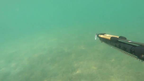 Ο υποβρύχιος κυνηγός κολυμπάει με ψαροντούφεκο. Ακραίο υποβρύχιο κυνήγι κάτω από το νερό. Ψαράς ή υποβρύχιος ψαράς με υποβρύχια όπλα — Αρχείο Βίντεο