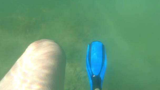 Freediver berenang dan bergerak sirip nya, orang pertama melihat, pov. Kaki penyelam dalam sirip atau sirip - tembakan bawah air dari bawah dengan kamera aksi — Stok Video