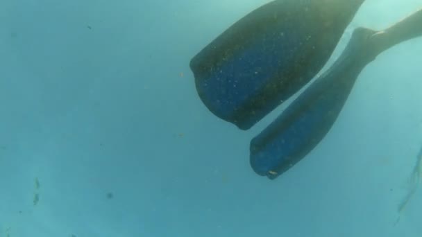 Una bandada de peces nada después del libertador. Aletas y nadadores de paleta freediver bajo la superficie del agua seguidos de peces. — Vídeos de Stock