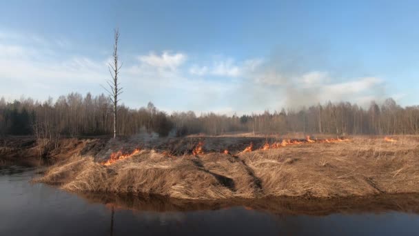 Spring Wildfire - brinnande buske, skogsbrand och åkerbrand, torra gräsbrännsår. Vild eld bränner stubb på gården — Stockvideo